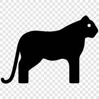 big cat, feline, wildcat, cougar icon svg