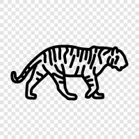 big cat, big cat conservation, big cat habitat, big cat pictures icon svg