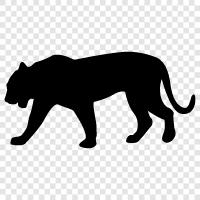 big cat, black and white, wild animal, endangered icon svg