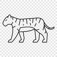 big cat, endangered, striped, feline icon svg