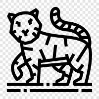 big cat, endangered, endangered species, wild cat icon svg