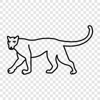 big cat, cougars, felines, feline icon svg