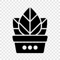 big leaves nature, big leaves pictures, big leaves for sale, big leaves icon svg