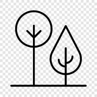 big, tall, leaves, bark icon svg