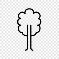 Birke, Baum, Natur, Wald symbol