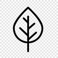 Birch, Leaves, Trees, Forest icon svg