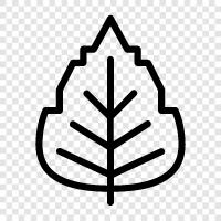 Birch Tree, Leaf, Tree, Birch Leaf icon svg