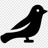 bird, quail, song, black icon svg