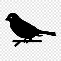 bird, cute, pet, hobby icon svg