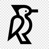 bird, ecology, beak, size icon svg