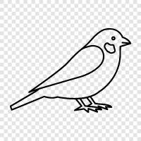 bird, small, brown, white icon svg