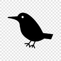 Bird Watching, Animal, Pet, Animal Breeding icon svg