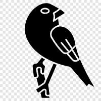 birdie, avian, feathered, pet icon svg