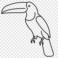 Vögel, Toucaniformen, Toucanidae, Toucan symbol