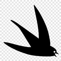 birds, swift, in flight, birds of prey icon svg