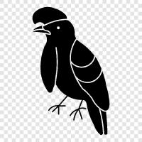 birds, seabird, whiteheaded, blackheaded icon svg