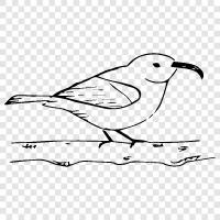 birdwatching, avian, identification, wild icon svg