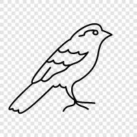 Birdwatching, Bird Identification, Birdwatching Tips, Bird icon svg