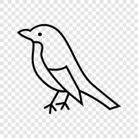 birdwatching, avian, flying, nesting icon svg