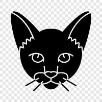 black Abyssinian cat, black cats, big black cats, black cats for icon svg