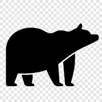 black bear, grizzly bear, brown bear, polar bear icon svg