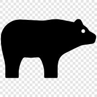 black bear, brown bear, grizzly bear, polar bear icon svg