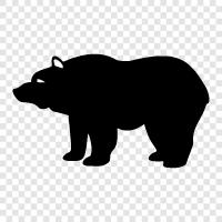 black bear, grizzly bear, brown bear, polar bear icon svg