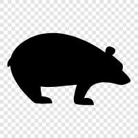 black bear, brown bear, grizzly bear, polar bear icon svg