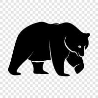black bear, brown bear, grizzly bear, polar bear icon svg