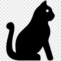 black cat, white cat, domestic cat, Siamese cat icon svg