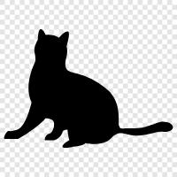 black cat, white cat, black and white cat, house cat icon svg