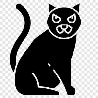 black cats, black cat pictures, black cat lore, black cat superstitions icon svg