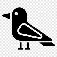 black, white, blackbird, mockingbird icon svg