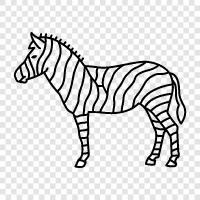 black, white, stripes, animal icon svg