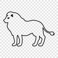 black lion, white lion, lioness, lion cub icon svg