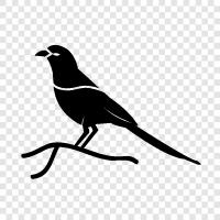 blackbird, bird, cardinal, crow icon svg