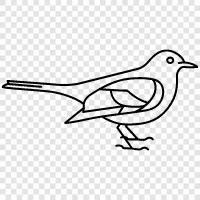 blackbird migration, blackbird nest, blackbird eggs, blackbird family icon svg