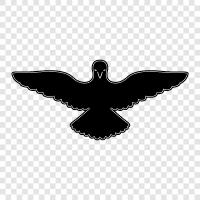 Amsel, Amsellied, Amselwanderung, Amselfütterung symbol