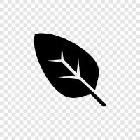 blade, petiole, stem, veins icon svg