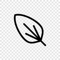 blade, stem, petiole, leaves icon svg