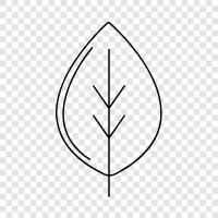 blade, blade margin, petiole, stipule icon svg