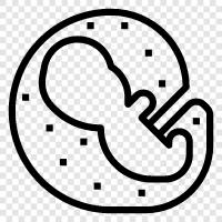 blastomere, blastula, chorion, cleavage icon svg