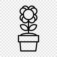 Bloom, Bloomers, Blooming, Blooming Time icon svg