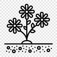 Blüte, Blütenblätter, Farbe, Duft symbol