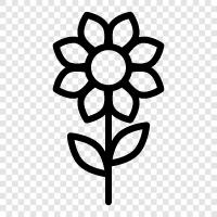 bloom, petal, blossom, fragrance icon svg