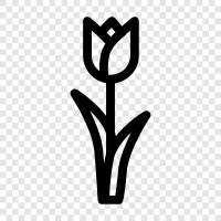 Bloom, Blooms, Bloomers, Florist icon svg