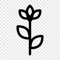 Bloom, Blooming, Bloomers, Bloomery icon svg