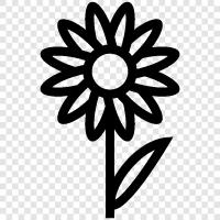 Bloom, Garden, Gardener, Bloomer icon svg