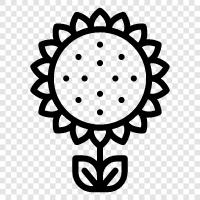 Bloom, Plant, Gardening, Colors icon svg