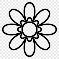 bloom, petals, color, beauty icon svg